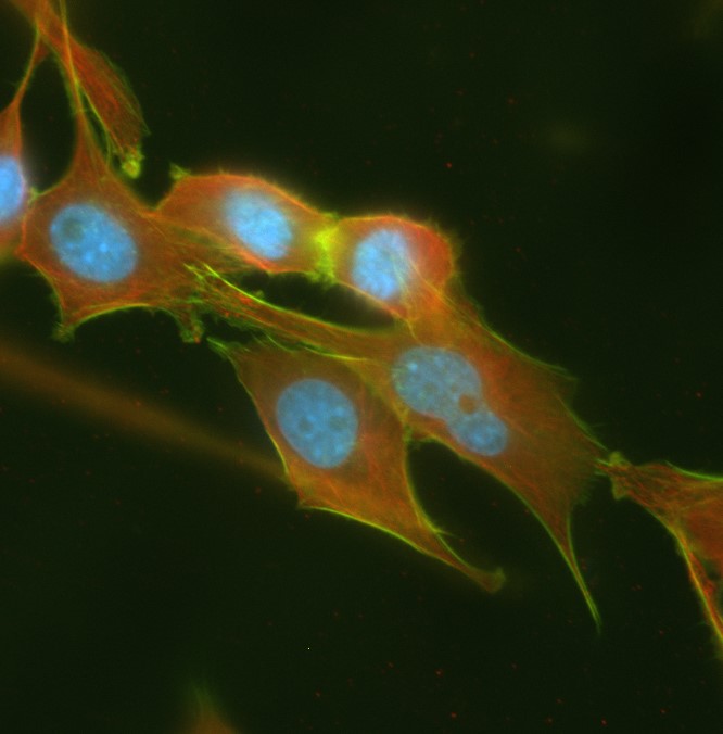Table of contents - Cellculture2
