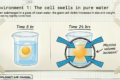 What Is a Cell? A Simple Explanation with a Real Experiment